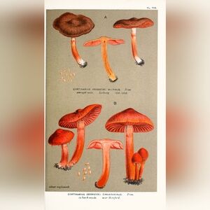 Vintage Mushroom Illustration Print